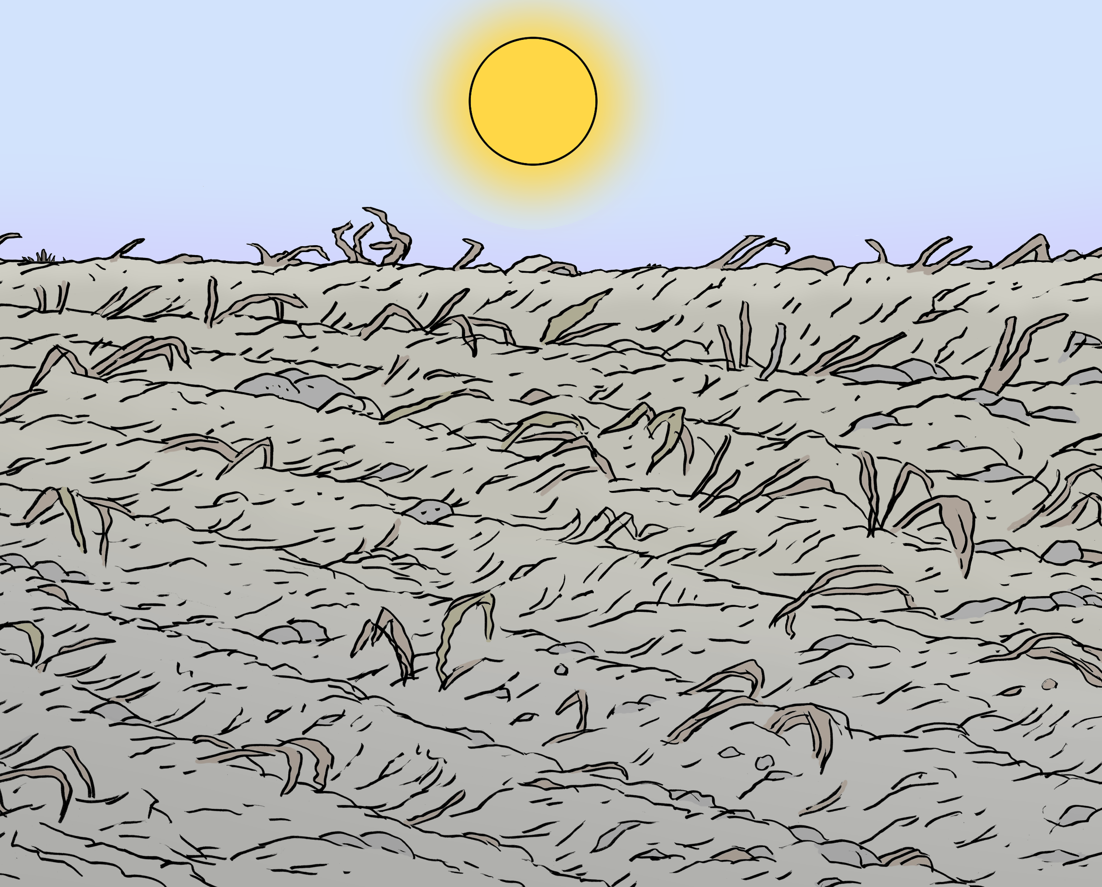 Ein Feld mit vertrockneten Pflanzen. Über dem Feld scheint die Sonne.